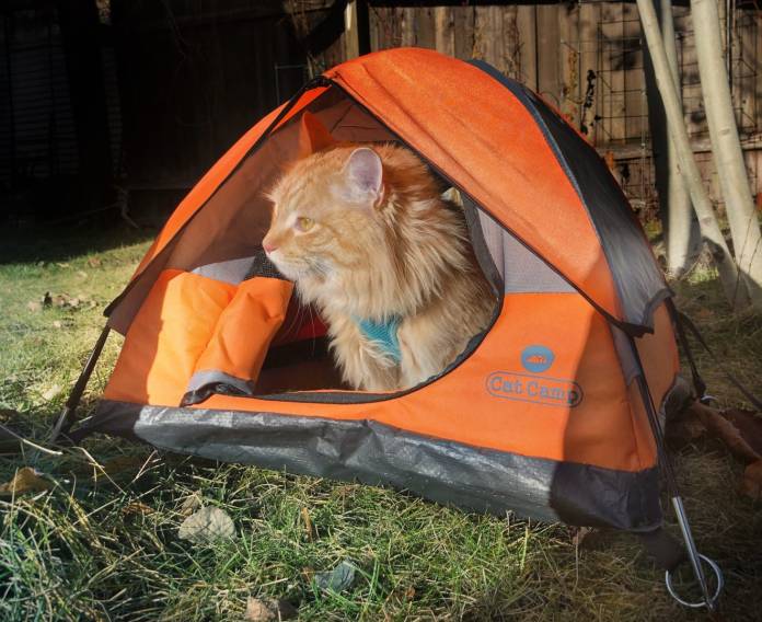 貓星人遠足露營做運動